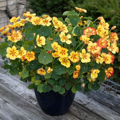 Nasturtium Seeds - Ice Cream Sundae